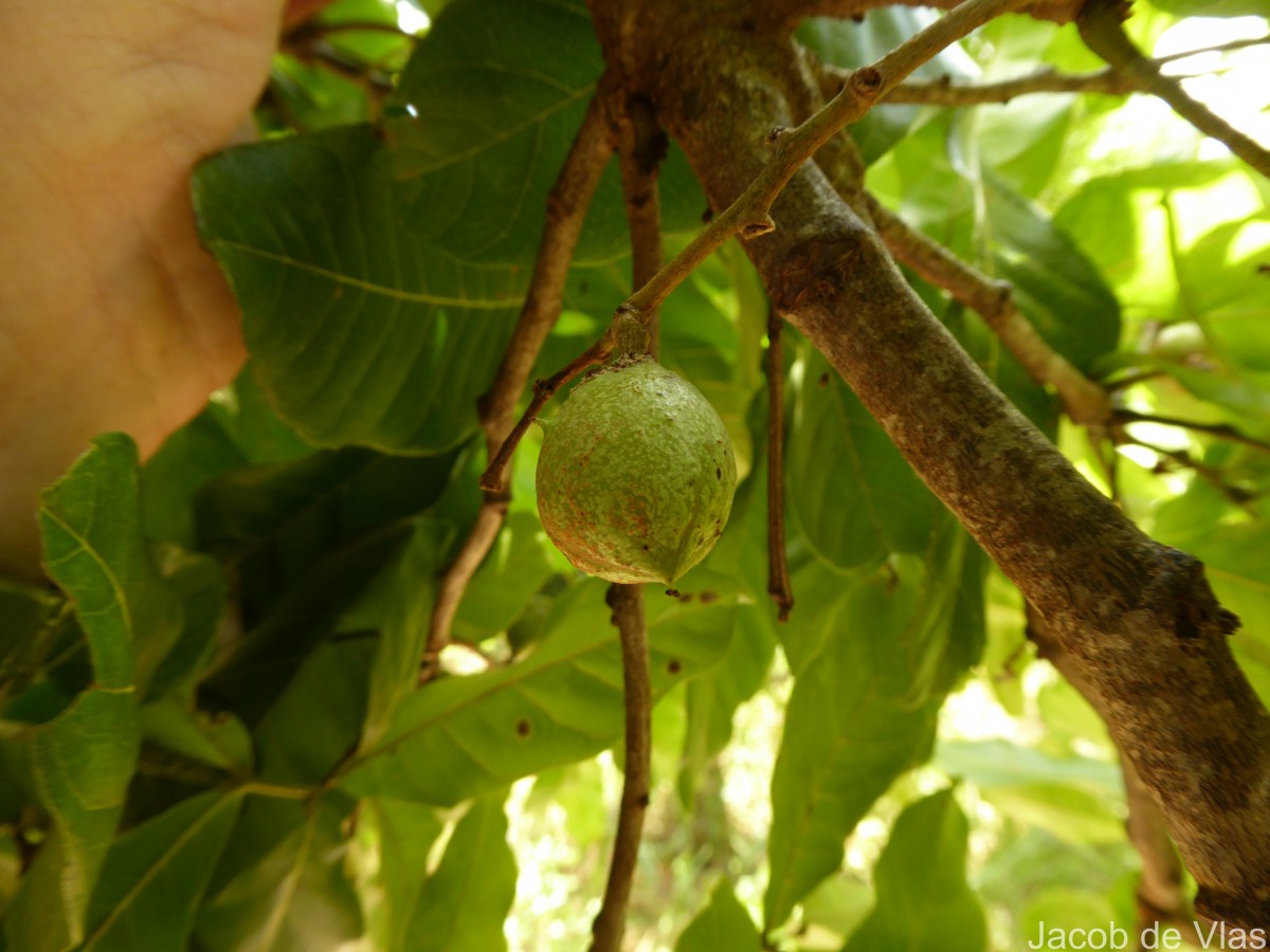 Schleichera oleosa (Lour.) Oken